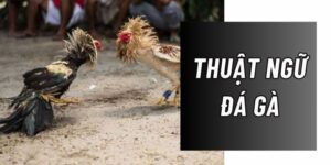 cac thuat ngu da ga